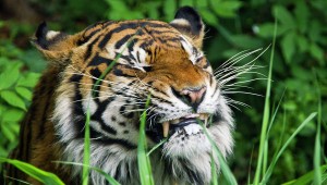 Китайский самоубийца пытался покормить собой тигров